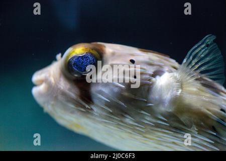 Spiny porcupinefish Diodon holocanthus has eyes that sparkle with blue flecks Stock Photo