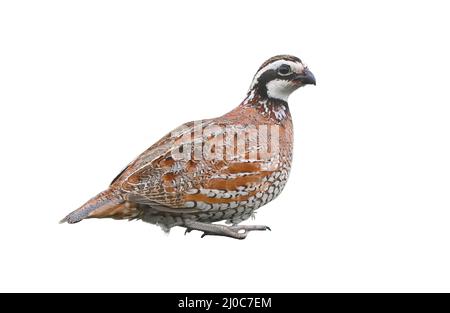 male northern bobwhite quail - Colinus virginianus - resting, stock photo isolated cutout on white background