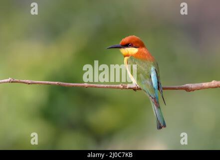 The chestnut-headed bee-eater, or bay-headed bee-eater, is a near passerine bird in the bee-eater family Meropidae. It is a resident breeder in the In Stock Photo