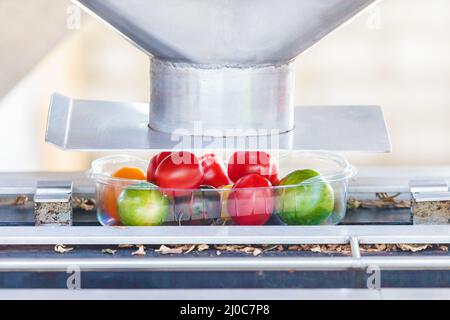 Automated filling of plastic crates with fresh small tomatoes on a conveyor belt in a Dutch greenhouse Stock Photo