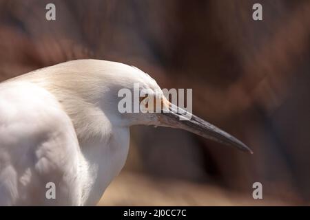 Great egret Ardea alba hunts for food in a marsh in Bolsa Chica Wetlands