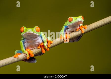 Male (R) and female (L) Red Eyed Tree Frogs (Agalychnis callidryas), sitting on a plant stem and facing front Stock Photo