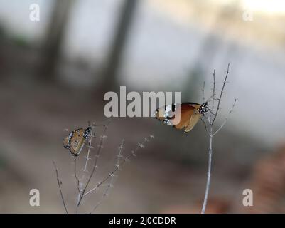 Two brown butterflies perched on thorn branches Stock Photo