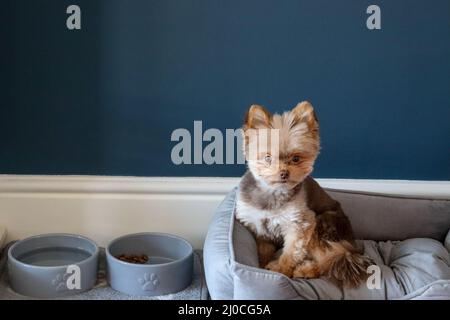 Cute small fluffy chocolate dog Stock Photo