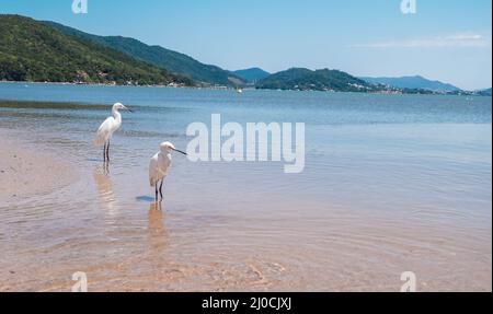 Lovely birds on the beach. Photo taken in Florianopolis, Brazil. Stock Photo