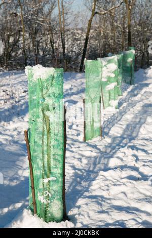 Tree seedlings protected with green mesh Stock Photo