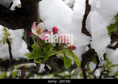 Snow covered apple blossoms Stock Photo