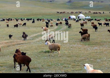 Yurt Camp and herd of sheeps at Song Kol Lake, Central Kyryzstan Stock Photo