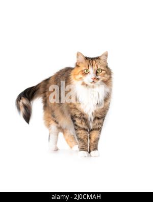Fluffy cat standing while looking at camera. Front view of cat with curious body expression. Cute orange, white and black torbie kitty. Yellow eyes an Stock Photo