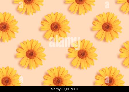 Repetitive pattern made of orange arnica flower heads on a beige background. Creative layout. Stock Photo