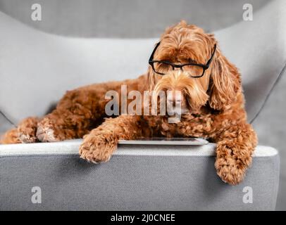 Smart dog using tablet while lounging on sofa chair. Cute female apricot Labradoodle dog wearing glasses. Concept for pets using technology, or dogs b Stock Photo