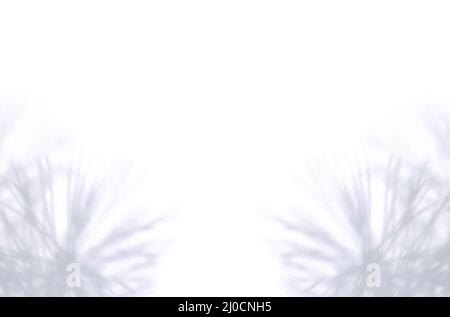 Gentle shadow of a pine tree on a white background. Christmas and New Year concept. Copy Space and Soft focus Stock Photo