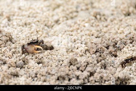 Fiddler crab Uca panacea comes out of its burrow in the marsh Stock Photo