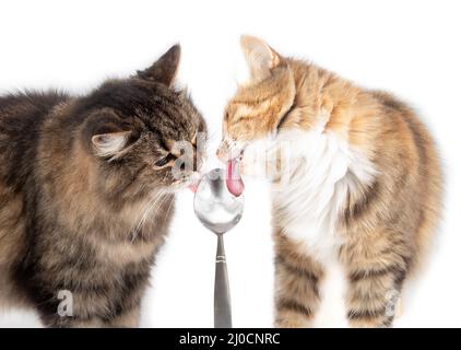 Two cats licking yoghurt from spoon face to face. Close up. A cute female torbi kitty and a female senior tabby cat with pink tongues sticking out whi Stock Photo