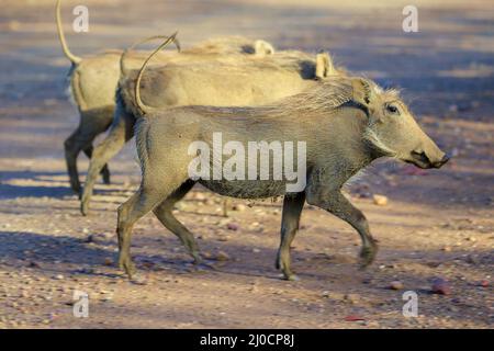 A bunch of wartog in the Kruger National Park South Africa Stock Photo