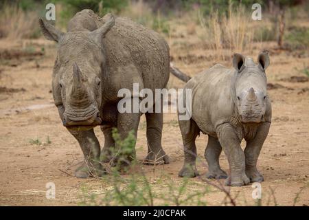 A baby rhino and his mother in the Kruger National Park South Africa Stock Photo