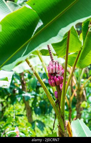 Pink bananas or pink velvet bananas growing in nature. Stock Photo