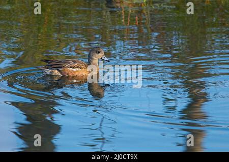 American Wigeon (Mareca americana) female in water. Stock Photo