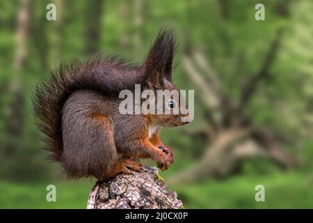 Cute Eurasian red squirrel (Sciurus vulgaris) with large ear-tufts and dark winter coat sitting on tree stump in deciduous forest in spring Stock Photo