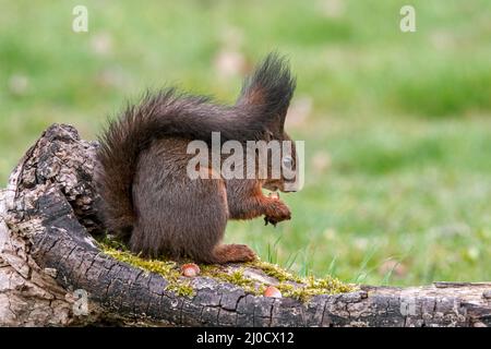Cute Eurasian red squirrel (Sciurus vulgaris) with dark winter coat and large ear-tufts eating hazelnuts / nuts from food cache hidden in tree stump Stock Photo