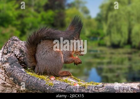 Cute Eurasian red squirrel (Sciurus vulgaris) eating hazelnuts / nuts from food cache hidden in tree stump on the shore of lake / pond in forest Stock Photo