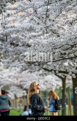 London, UK. 18th Mar, 2022. Tourists and locals enjoy a walk and taking pictures amongst the Spring blossom which is in full bloom in sunny weather in Battersea Park. Credit: Guy Bell/Alamy Live News Stock Photo