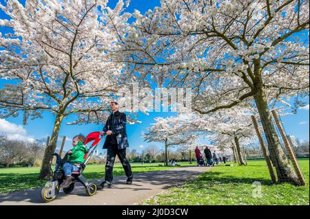 London, UK. 18th Mar, 2022. Tourists and locals enjoy a walk and taking pictures amongst the Spring blossom which is in full bloom in sunny weather in Battersea Park. Credit: Guy Bell/Alamy Live News Stock Photo