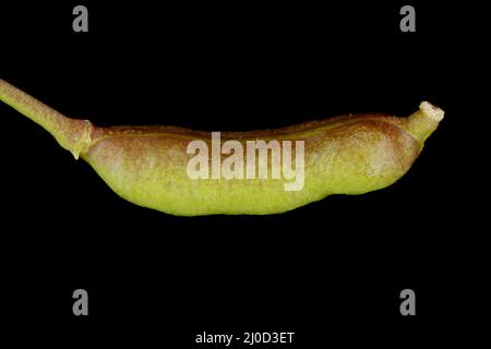 Marsh Yellow-Cress (Rorippa palustris). Fruit Closeup Stock Photo
