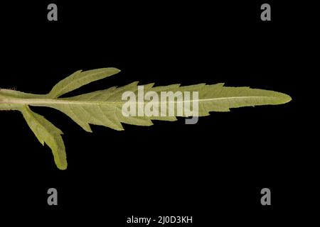 Trifid Bur-Marigold (Bidens tripartita). Leaf Closeup Stock Photo