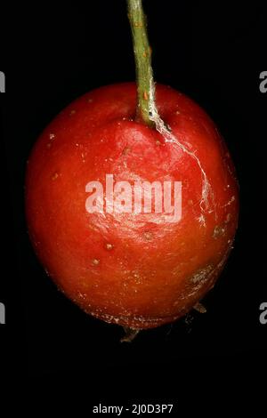 Common Hawthorn (Crataegus monogyna). Fruit Closeup Stock Photo