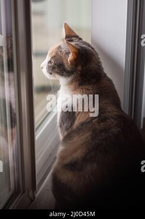 Thoughtful cat standing by window in perfect soft light in the morning Stock Photo