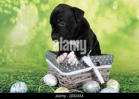 Black and white American Staffordshire Terrier puppy on basket with Easter eggs Stock Photo