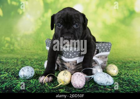 Black and white American Staffordshire Terrier puppy on basket with Easter eggs Stock Photo