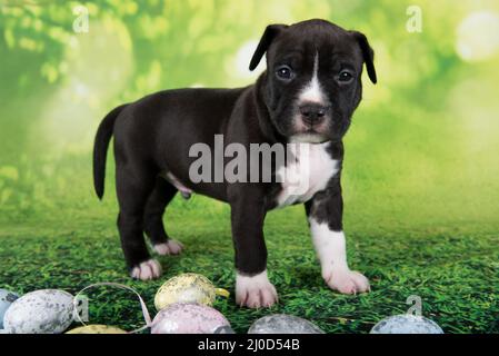 Black and white American Staffordshire Terrier puppy with Easter eggs Stock Photo