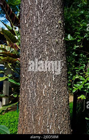 A Hog plum tree, Spondias mombin, also known as a Yellow Mombin ...