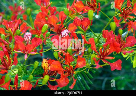 Flamboyant flowers or Royal Poinciana flowers (Delonix regia) Stock Photo