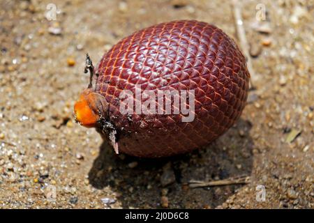 Moriche palm (Mauritia flexuosa) fruit on soil Stock Photo