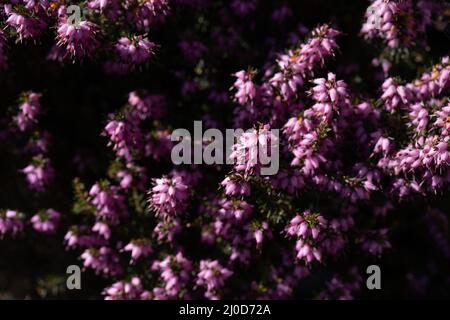 Winter heath (E. carnea or Erica carnea), a flowering heather plant native to mountainous areas of southern Europe. Stock Photo