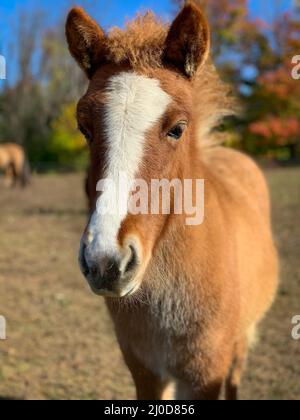 Red dun Icelandic foal with a large blaze Stock Photo - Alamy