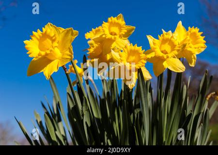 Fryent Park, UK. 17th March 2022.Daffodils (Narcissus pseudonarcissus) growing on a roadside through Fryent Country Park, UK Amanda Rose/Alamy Live Ne Stock Photo