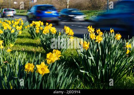 Fryent Park, UK. 17th March 2022.Daffodils (Narcissus pseudonarcissus) growing on a roadside through Fryent Country Park, UK Amanda Rose/Alamy Live Ne Stock Photo