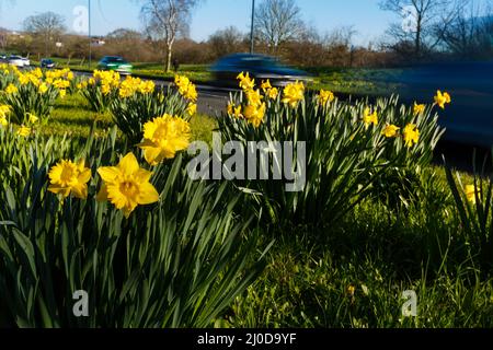 Fryent Park, UK. 17th March 2022.Daffodils (Narcissus pseudonarcissus) growing on a roadside through Fryent Country Park, UK Amanda Rose/Alamy Live Ne Stock Photo