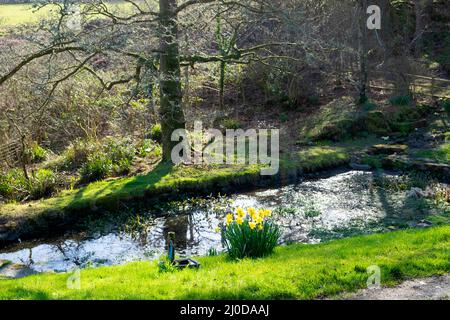 Yellow daffodils daffodil flowers in bloom flowering next to a garden pond in spring March 2022 Carmarthenshire Wales UK Great Britain   KATHY DEWITT Stock Photo
