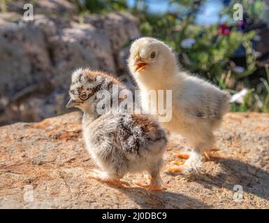 Free range baby chicks standing on boulder in yard Stock Photo