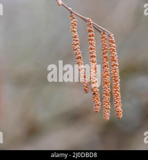 Close up on hazel catkins, corylus avellana Stock Photo