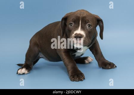 Small American bully puppy of chocolate color on a blue background. Stock Photo