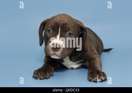 Small American bully puppy of chocolate color on a blue background. Stock Photo