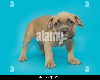 Small American bully puppy of yellow color on a blue background. Stock Photo