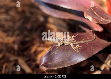 Brown anole lizard Anolis sagrei with spots climbs on a bromeliad leaf Stock Photo