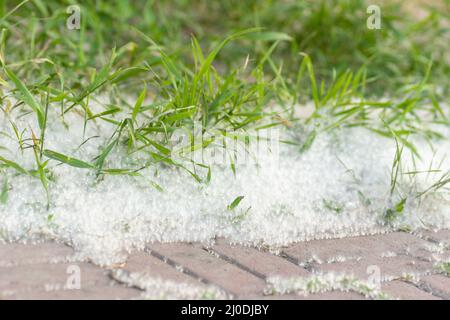 Poplar fluff on the road. Grass in poplar fluff, close-up. Fluffy fluff seeds. Reproduction of trees. Allergy to flowering trees and plants. Stock Photo